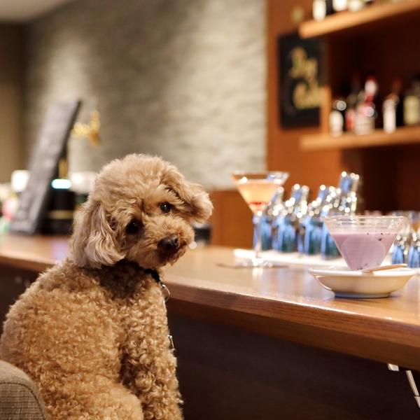 全室愛犬同伴OKの上質空間