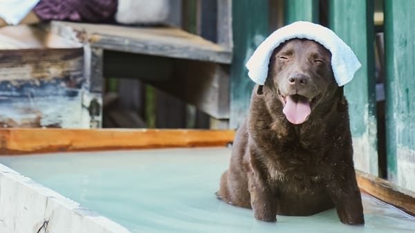 客室｜愛犬と自然体で過ごせる空間