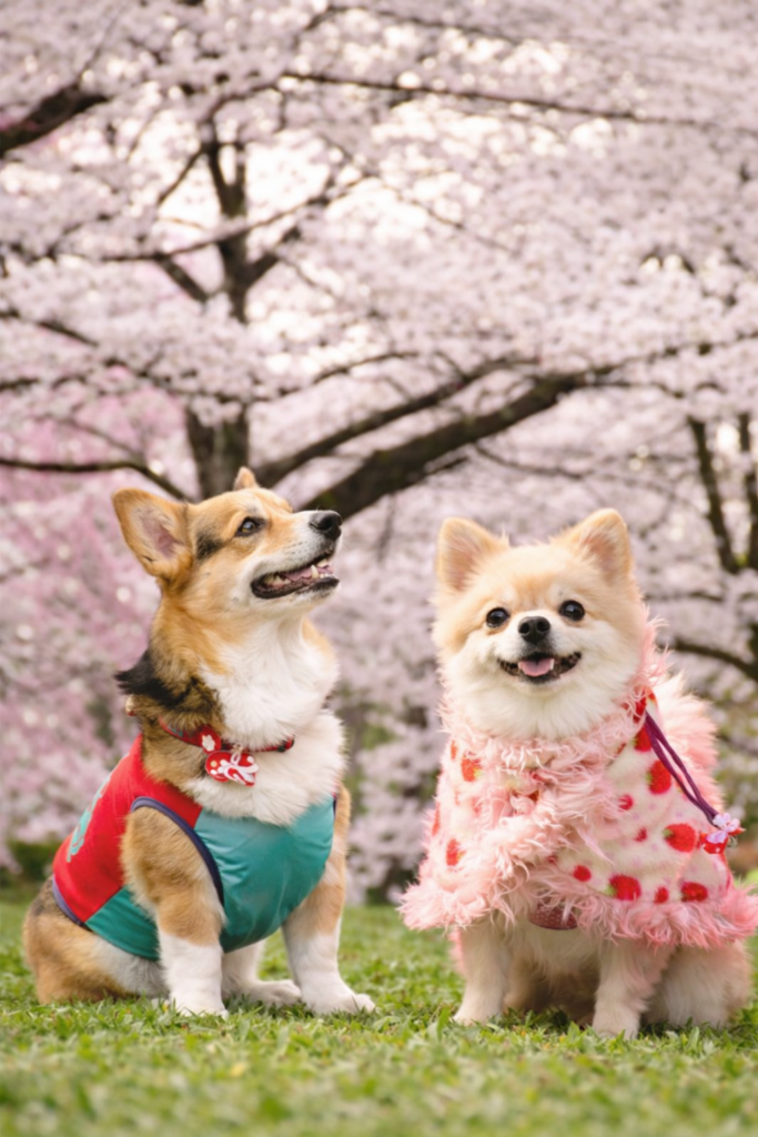 なにか買ってください 桜綺麗だなぁのイメージ