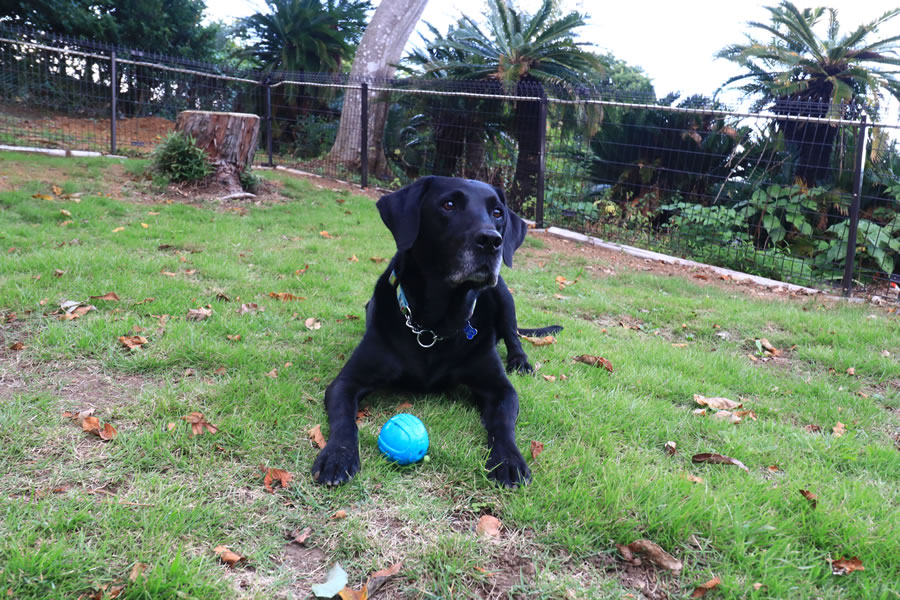 ワンちゃんだけじゃない！ネコちゃん、ウサギちゃんもOK🎵