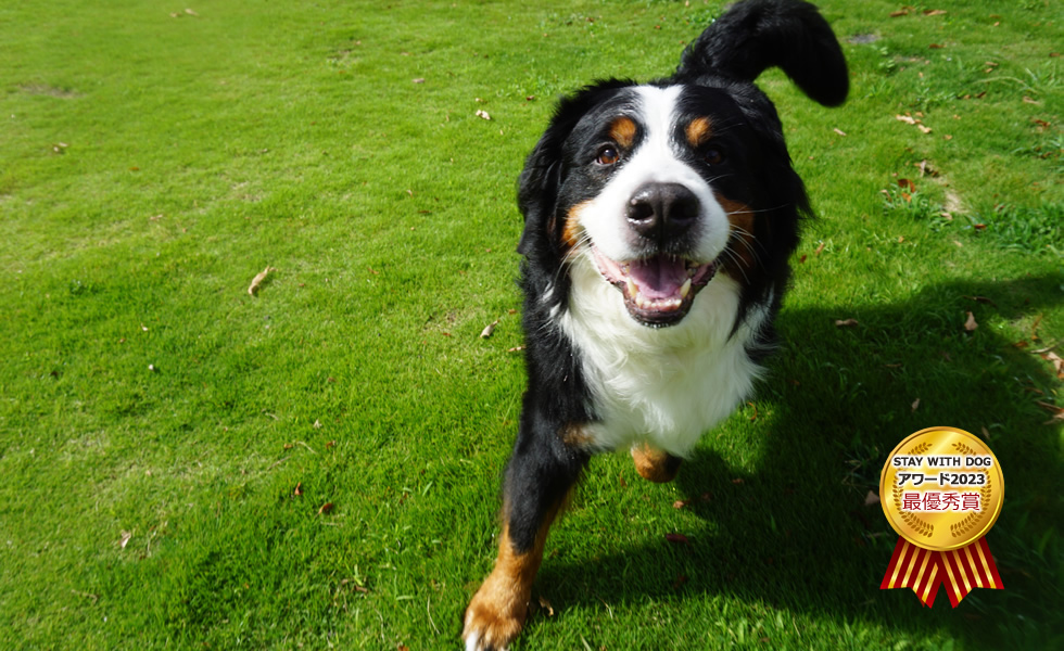 自然に囲まれた庭で愛犬と遊べる