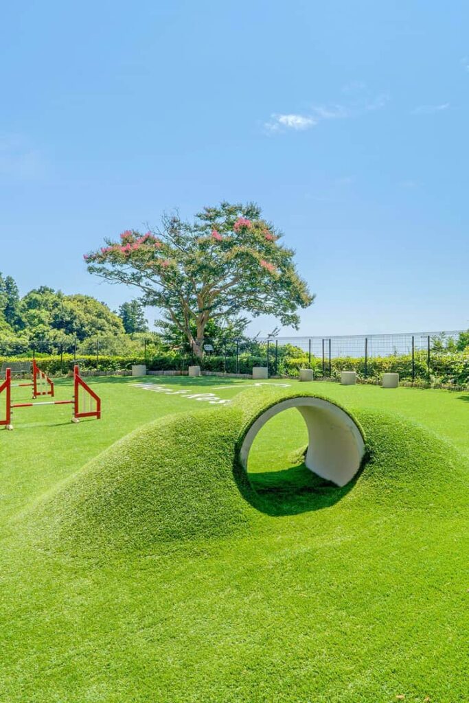 ドッグランでのびのび遊べる